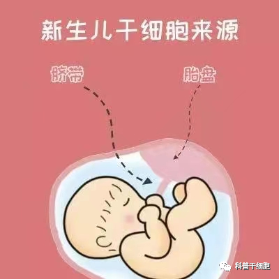 脐带、胎盘来源的干细胞为什么不用配型？看完就都明白了