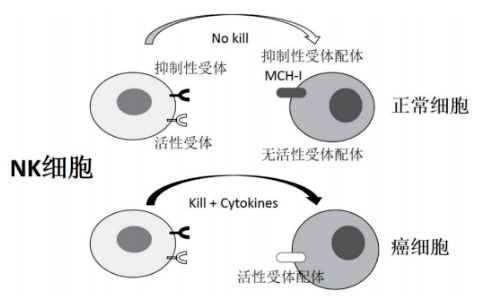 NK细胞清除体内致病风险,延缓衰老助力长寿