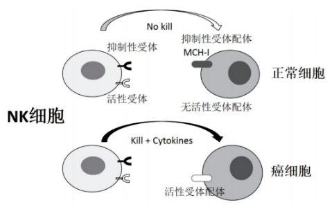 NK细胞清除体内致病风险，延缓衰老助力长寿