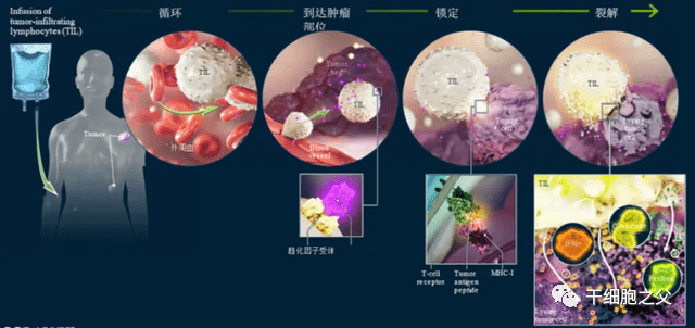 关于细胞免疫疗法，你想知道的答案都在这里