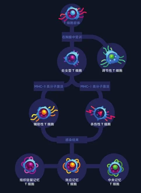 战斗细胞：T细胞