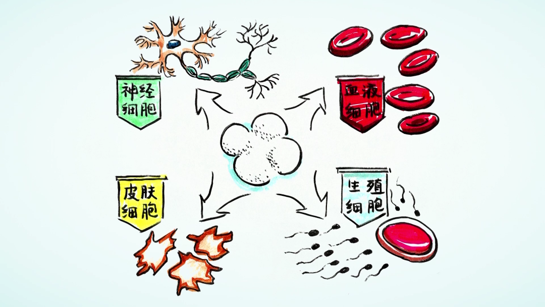 央视《对话》栏目 | 卞修武院士：没有干细胞就没有生命和健康！