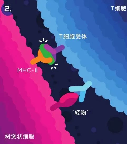 战斗细胞：T细胞