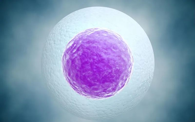 干细胞：攻克卵巢早衰的“排头兵”