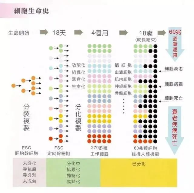 今年20明年18，普通人也能通过干细胞逆转时光吗？