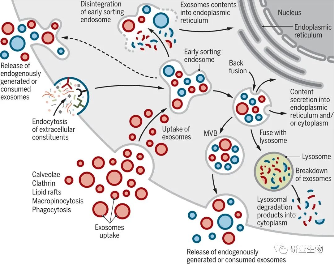 外泌体顶刊综述 | 从生物学、功能和生物医学应用！！！