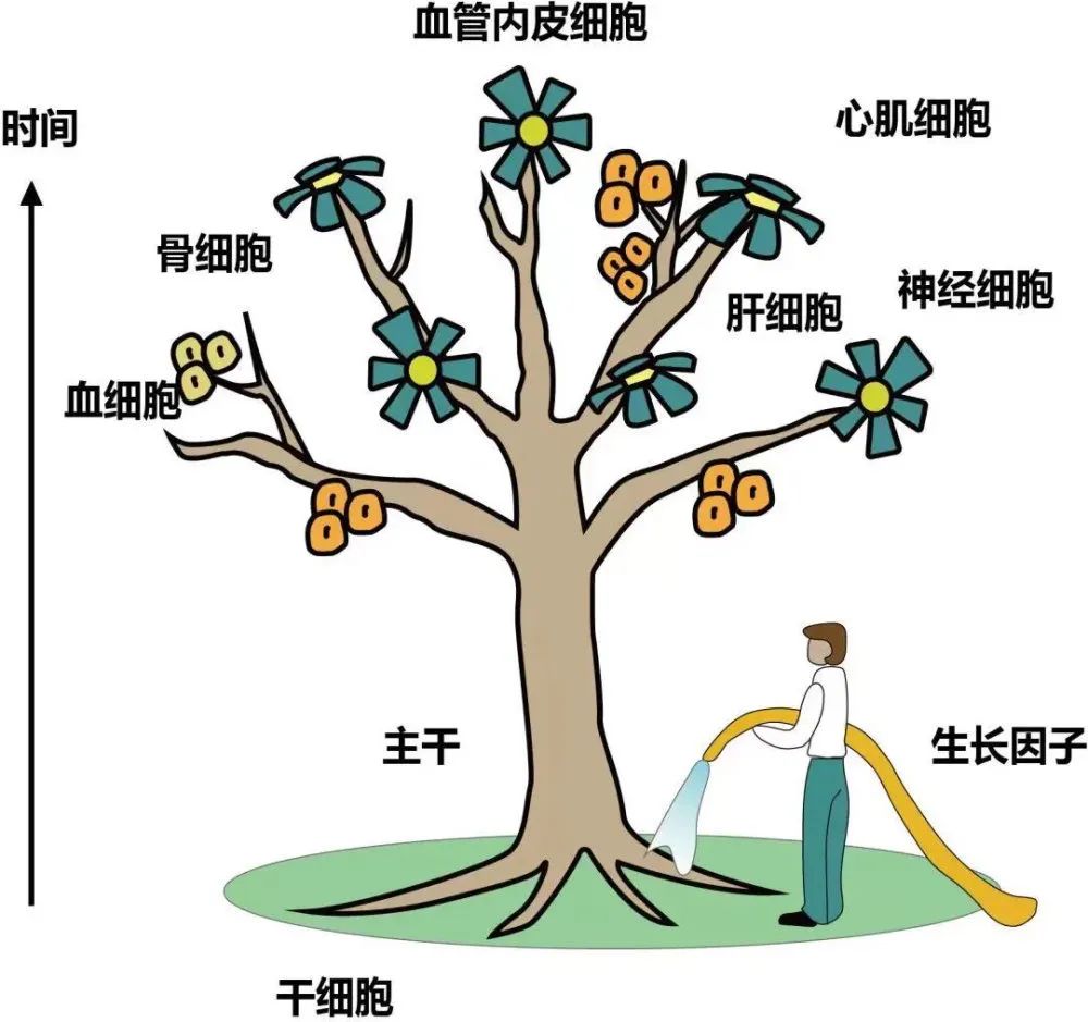 为什么越来越多人青睐于干细胞抗衰？