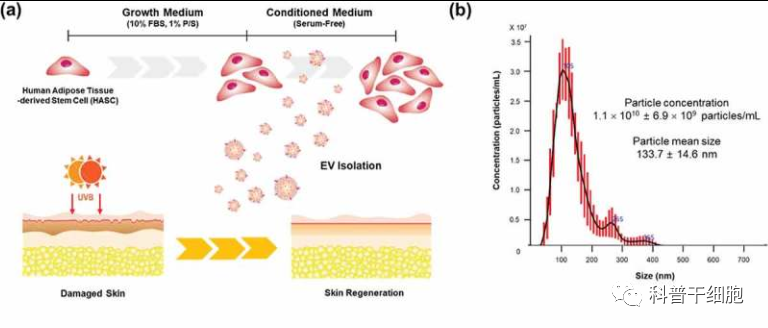 外泌体——新兴的皮肤抗衰老“神器”