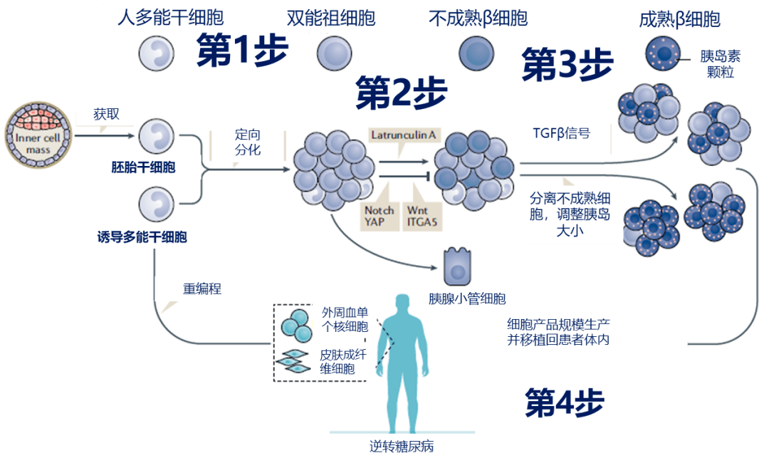 干细胞真能治疗糖尿病吗？关于干细胞修复糖尿病的10问10答