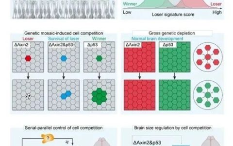 细胞也内卷？中国科学家首次揭示神经干细胞的生死竞争