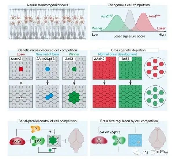 细胞也内卷？中国科学家首次揭示神经干细胞的生死竞争