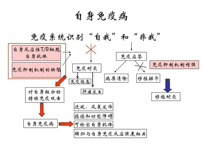 干细胞是如何帮助人体提高免疫力的？