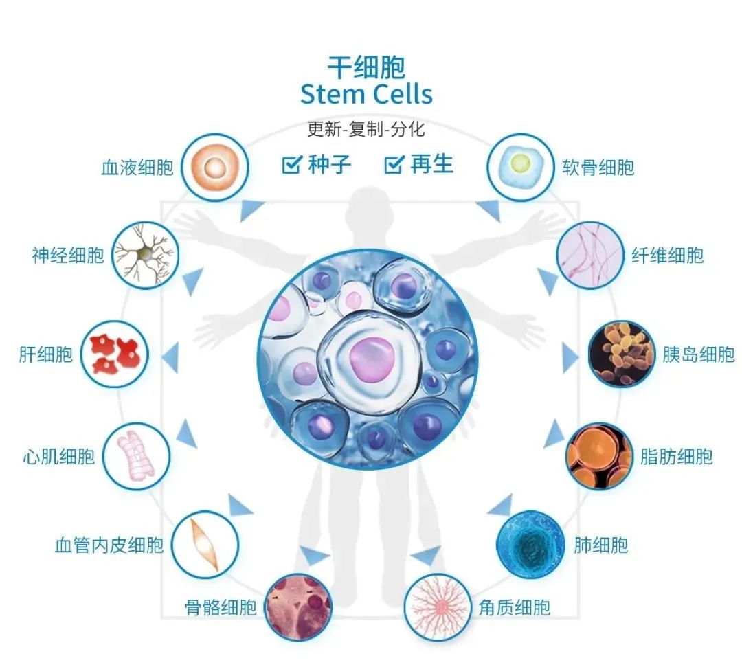 干细胞疗法的十大适应症