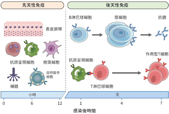 干细胞是如何帮助人体提高免疫力的？
