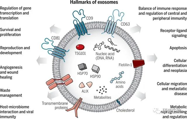 外泌体顶刊综述 | 从生物学、功能和生物医学应用！！！