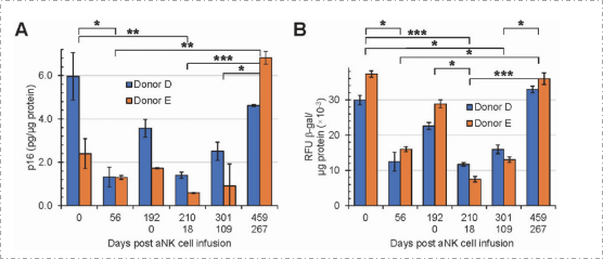 衰老研究：NK细胞回输后降低血液中的衰老标记物，二次回输再次下降