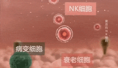 一文了解你体内的“免疫特种部队”——NK细胞