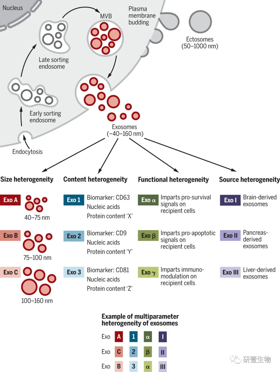 外泌体顶刊综述 | 从生物学、功能和生物医学应用！！！