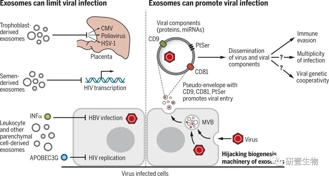 外泌体顶刊综述 | 从生物学、功能和生物医学应用！！！