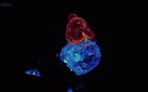 NK细胞强大的四大抗肿瘤机制