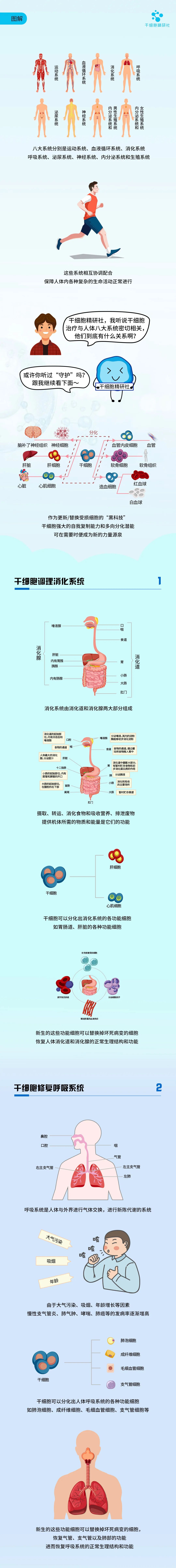 图解：人类体内八大系统守护者——干细胞
