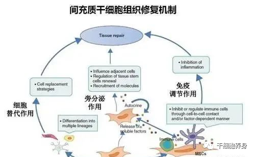 干细胞调理肾脏问题，改善肾功能效果显著