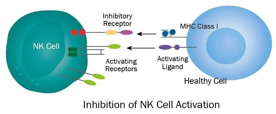 一文了解你体内的“免疫特种部队”——NK细胞
