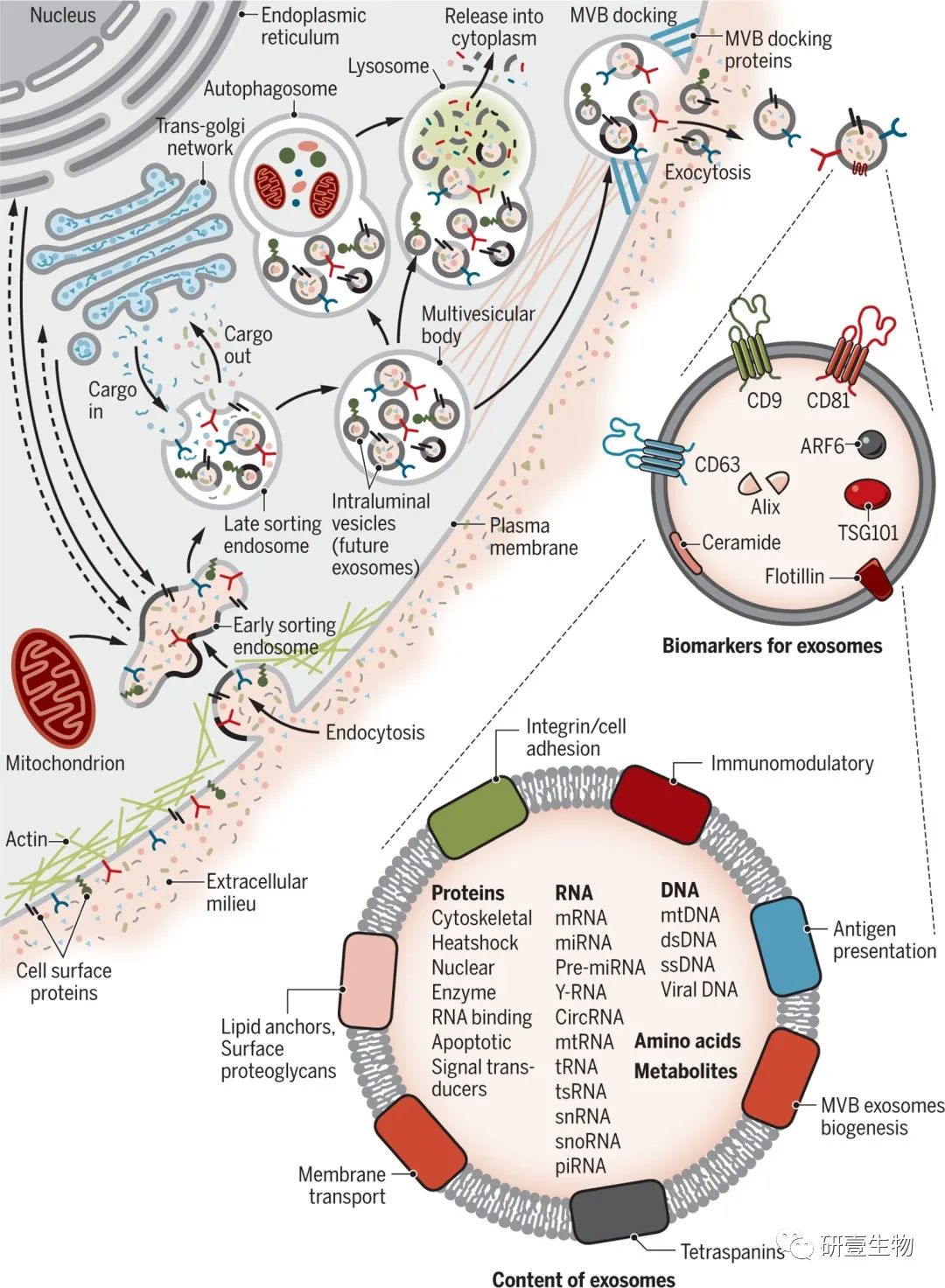 外泌体顶刊综述 | 从生物学、功能和生物医学应用！！！