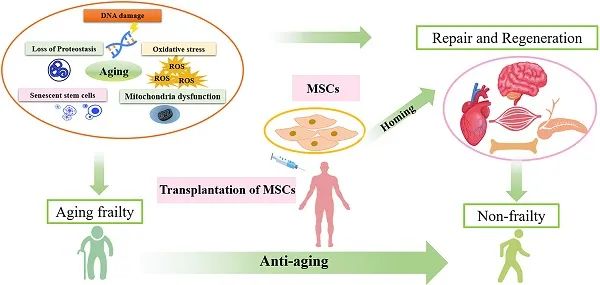 【干细胞专栏】临床及科研验证：干细胞可改善老年健康问题