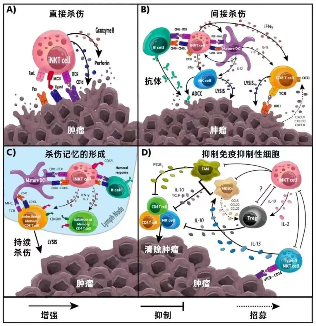 科普 | 4种肿瘤细胞调理技术，你了解多少？