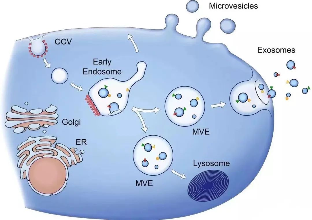 最新研究证实 | 外泌体在肾病、癌症等多种疾病治疗中潜力巨大