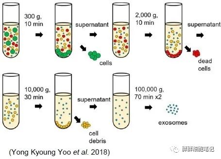 学习|外泌体概述