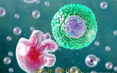 【收藏】免疫细胞疗法的详细解说~