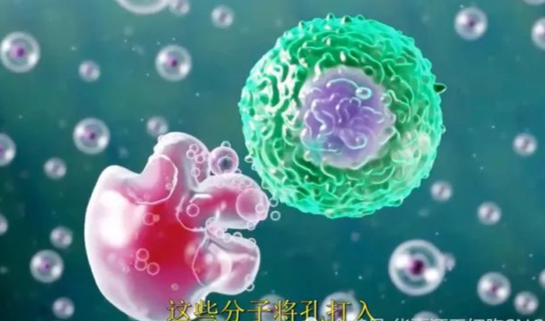 【收藏】免疫细胞疗法的详细解说~