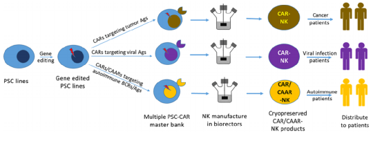 来自工程多能干细胞的CAR-NK细胞：为所有患者提供现成的治疗方法