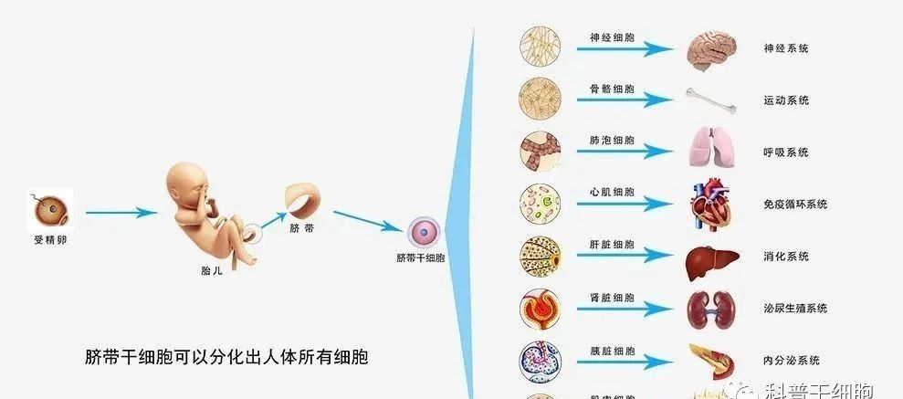 干细胞将像手机般改变生活，未来5-10年慢病将迎来希望