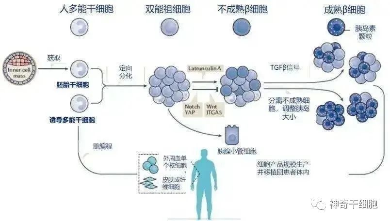 细胞健康=身体健康，干细胞帮助我们抵抗衰老，远离疾病