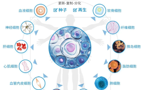 再生，治疗，科研…干细胞最有潜力的15 个作用