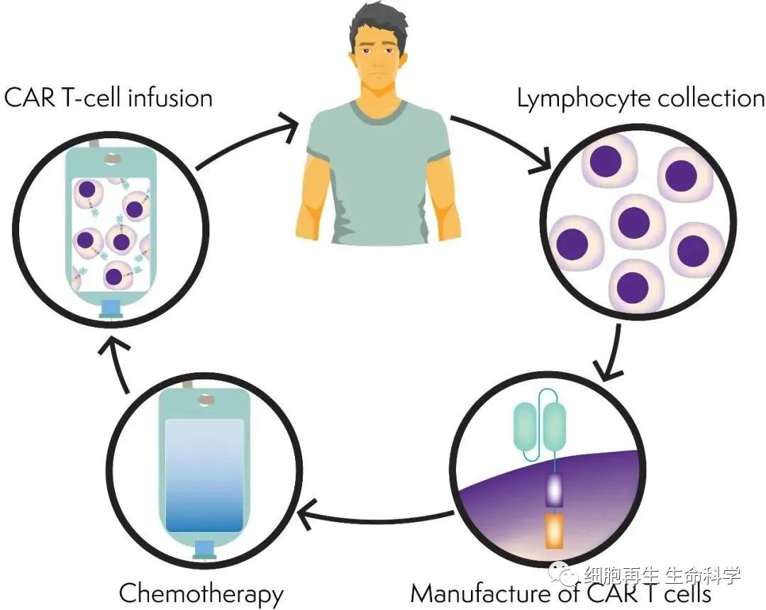 干细胞到了体内能存活多久？