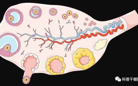逆转更年期！干细胞解决卵巢早衰和提前闭经问题