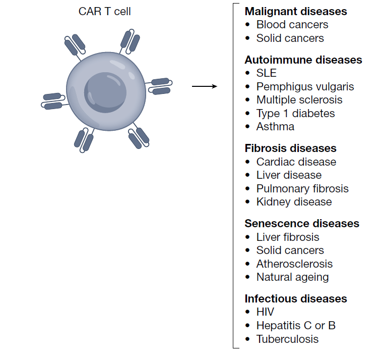 CAR-T之父最新Nature文章：超越癌症，活细胞药物的进化之路