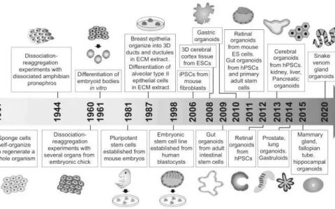 干细胞诱导生成类器官行业研究报告
