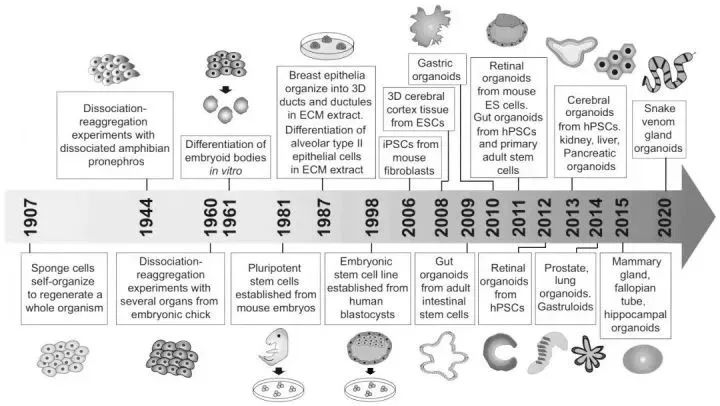 干细胞诱导生成类器官行业研究报告