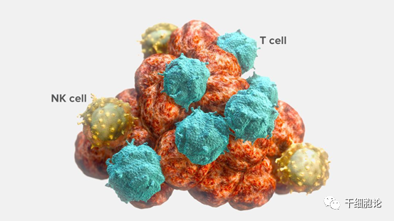细胞科普|NK细胞是如何识别和杀伤肿瘤细胞的