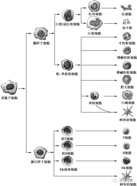 免疫细胞是什么？它都分为哪些种类？