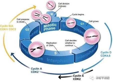细胞健康=身体健康，干细胞帮助我们抵抗衰老，远离疾病