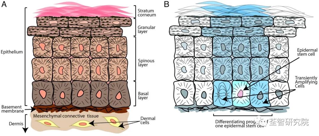 皮肤上皮干细胞分化的基本机制