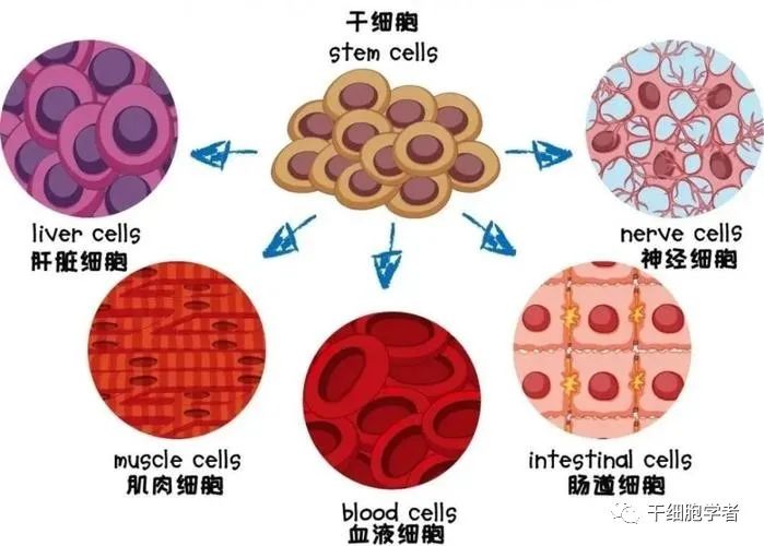 干细胞抗衰老的所有秘密！（长文/强烈建议收藏）