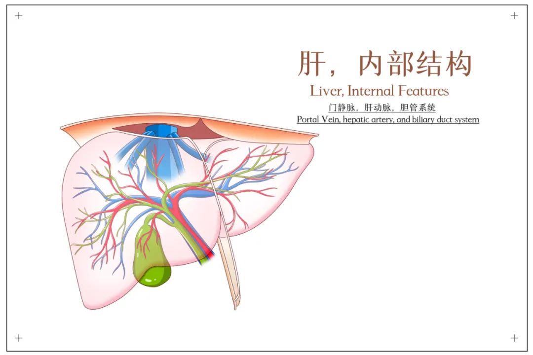 别在苦等肝移植了，干细胞疗法让你的肝重新变“软”