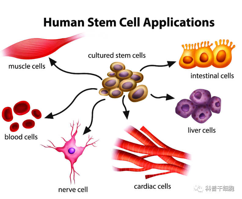 输完干细胞效果如何？这几点是关键因素